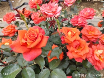 月季花的種類(lèi)有很多，怎么區分你知道嗎？