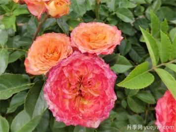 跳出月季坑，三個(gè)原因居然進(jìn)入花友黑名單