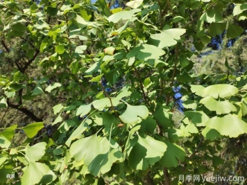 銀杏樹(shù)的栽植方法
