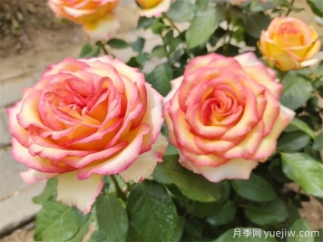 栽種月季花用什么土壤比較好？