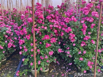 綠籬綠化在園林景觀(guān)中的類(lèi)型和綠化植物配置