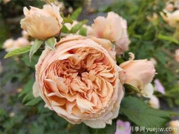 6個(gè)月季花品種，開(kāi)花又大又香皮實(shí)好養