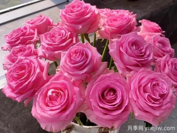 蘇醒玫瑰無(wú)與倫比的魅力，有何優(yōu)點(diǎn)？