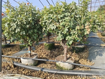 全國月季11月花事，南賞花北過(guò)冬