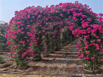 藤本植物必知四大類(lèi)，你知道幾個(gè)？