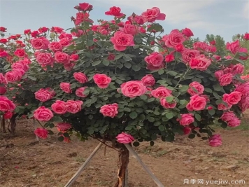 園林綠化中心喬灌木修剪技術(shù)標準