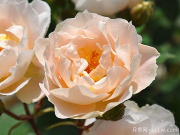 月季介紹，和風(fēng)月季