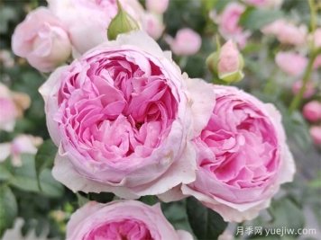 月季花前、花期、花后的施肥辦法