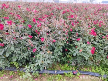 冬季月季花苞還能開(kāi)放嗎？