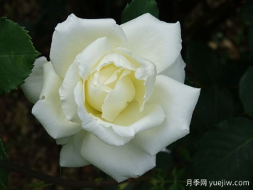 月季推薦，白色圣誕月季
