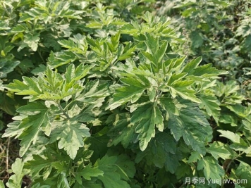 南陽(yáng)臥龍區：月季和艾草，一花一草培育出百億大產(chǎn)業(yè)