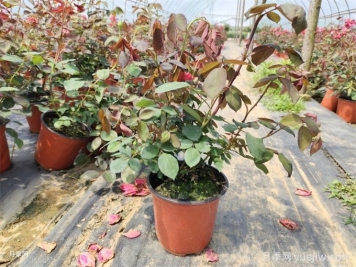 花盆越大越好？為什么地栽的植物長(cháng)得好？