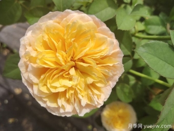 堪稱(chēng)世界上最貴的花，你能買(mǎi)上幾枝？