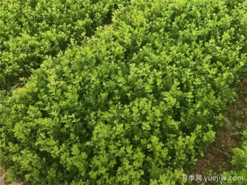 春天綠籬栽植養護辦法，大大減少死亡率