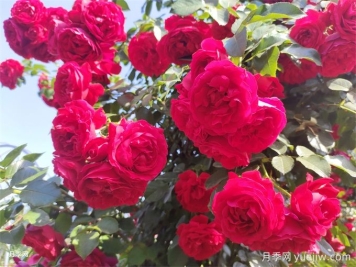 佛羅倫蒂娜月季特點(diǎn)，蒂娜常見(jiàn)問(wèn)題