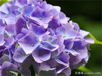 繡球花花語(yǔ)和寓意是什么？冬天怎么養好繡球