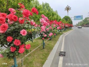 如何實(shí)現綠化養護質(zhì)量精細化管理？