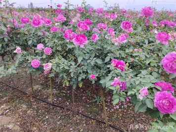 月季用什么土壤種植最好？