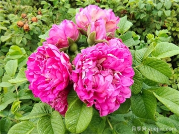 如何快速識別玫瑰、薔薇與月季
