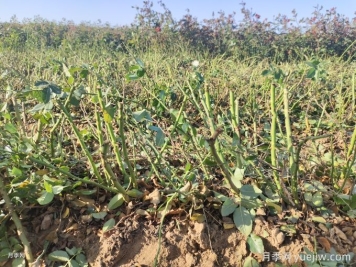 月季裸根苗種植時(shí)間？盆栽和地栽種植方法