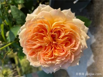 焦糖古董月季，花大如碗，又美又香，多季開(kāi)花
