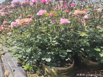 園林綠化必備的八種農藥