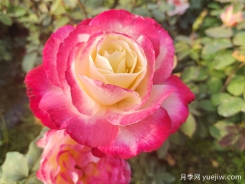 暢游南陽(yáng)，認識名品大花月季