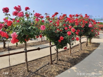 什么是綠化養護的精細化管理？