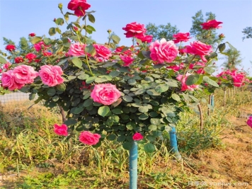 月季樹(shù)，花中皇后的綠色奇跡