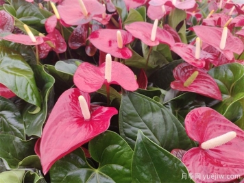 十種最受歡迎的年宵花盤(pán)點(diǎn)，2025紅紅火火