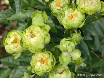 月季推薦，?？巳R爾月季