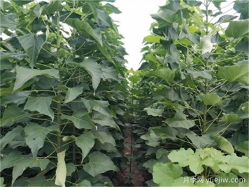 植物科普：楸樹(shù)