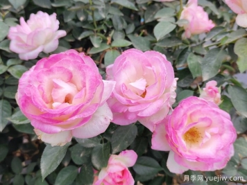 薔薇、玫瑰與月季：你真的能分清它們嗎？