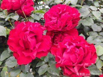 八首月季花詩(shī)詞分享，月季只應天上物，四時(shí)榮謝色常同