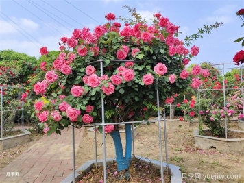月季界的新寵，樹(shù)狀月季養護注意事項