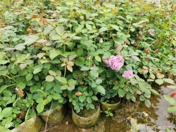 月季盲枝不開(kāi)花？還想不想讓月季開(kāi)爆了！