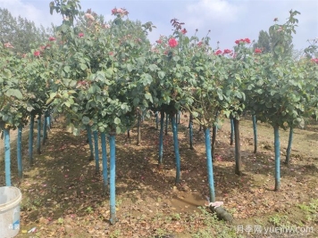 寒冷的冬季怎么正確養護月季花？