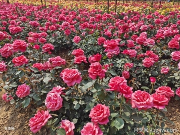 月季一年開(kāi)花次數？月季花期時(shí)間？