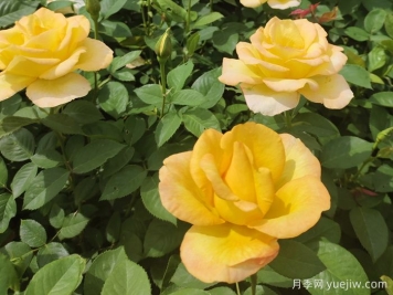 月季花骨朵垂下來(lái)什么原因？