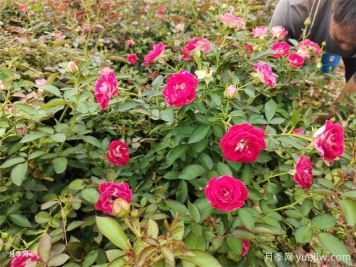盆栽月季怎么養多開(kāi)花？