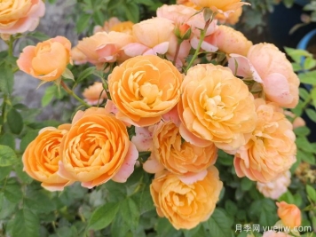 盆栽月季幫你實(shí)現陽(yáng)臺花園夢(mèng)
