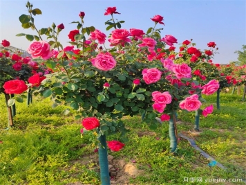 怎樣讓樹(shù)狀月季多開(kāi)花？