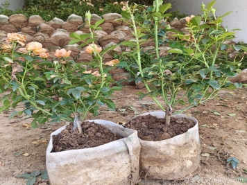 盆栽月季花怎么從小苗養大開(kāi)花？
