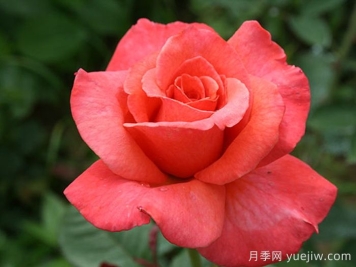 桑德林漢紀念月季/桑德靈漢姆