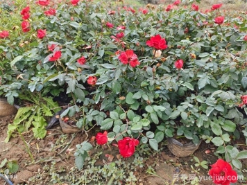 連續雨天如何給盆栽月季施肥？