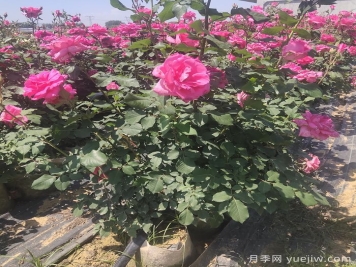 園林觀(guān)花、觀(guān)葉、觀(guān)干植物的整形修剪