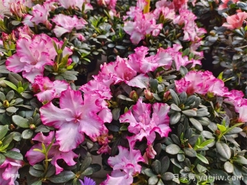 盆栽杜鵑花家庭養法及注意事項