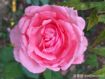 花宮娜月季，沒(méi)有缺點(diǎn)，又美又仙，抗病又勤花