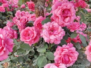 月季花開(kāi)艷滿(mǎn)城，淮安匠心打響市花月季品牌