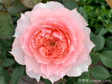 莫妮卡戴維月季，美如仙女，顏值極高